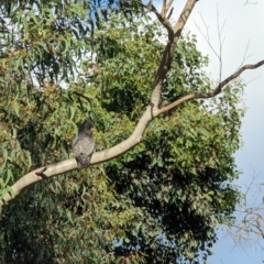 Callocephalon fimbriatum at Phillip, ACT - suppressed