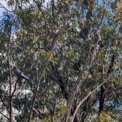 Callocephalon fimbriatum at Phillip, ACT - suppressed