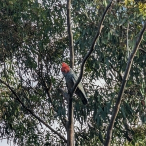 Callocephalon fimbriatum at Phillip, ACT - suppressed