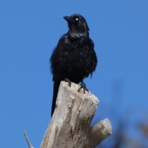 Corvus coronoides at Queanbeyan West, NSW - 11 Dec 2022