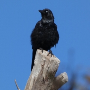 Corvus coronoides at Queanbeyan West, NSW - 11 Dec 2022 07:18 AM