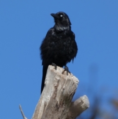 Corvus coronoides (Australian Raven) at Bicentennial Park - 10 Dec 2022 by Paul4K
