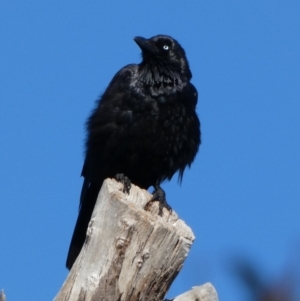 Corvus coronoides at Queanbeyan West, NSW - 11 Dec 2022 07:18 AM