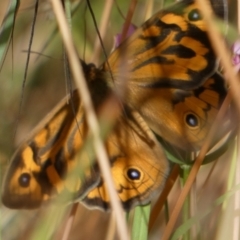 Heteronympha merope (Common Brown Butterfly) at Queanbeyan West, NSW - 11 Dec 2022 by Paul4K