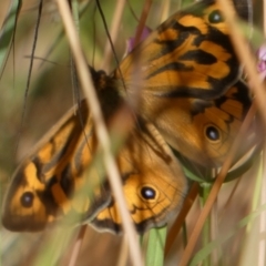 Heteronympha merope (Common Brown Butterfly) at Queanbeyan West, NSW - 10 Dec 2022 by Paul4K