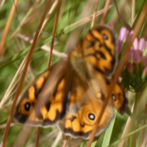 Heteronympha merope at Queanbeyan West, NSW - 11 Dec 2022