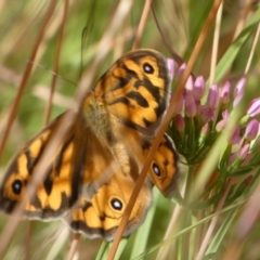 Heteronympha merope at Queanbeyan West, NSW - 11 Dec 2022 07:24 AM