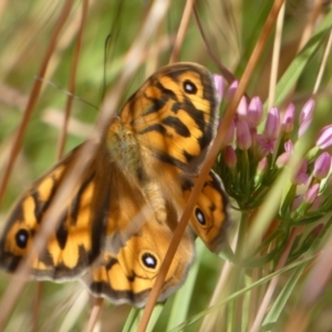 Heteronympha merope at Queanbeyan West, NSW - 11 Dec 2022