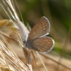 Zizina otis (Common Grass-Blue) at QPRC LGA - 10 Dec 2022 by Paul4K