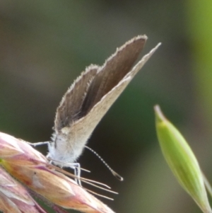 Zizina otis at Queanbeyan West, NSW - 11 Dec 2022