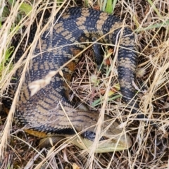Tiliqua scincoides scincoides (Eastern Blue-tongue) at Cook, ACT - 14 Dec 2022 by NathanaelC