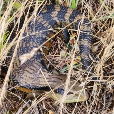 Tiliqua scincoides scincoides (Eastern Blue-tongue) at Cook, ACT - 14 Dec 2022 by NathanaelC