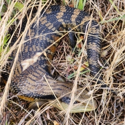 Tiliqua scincoides scincoides (Eastern Blue-tongue) at Mount Painter - 13 Dec 2022 by NathanaelC