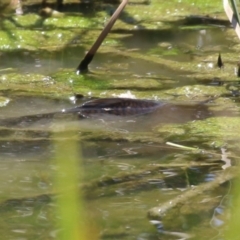 Cyprinus carpio (Common Carp) at Hume, ACT - 11 Dec 2022 by RodDeb