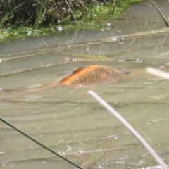 Carassius auratus (Goldfish) at Hume, ACT - 11 Dec 2022 by RodDeb