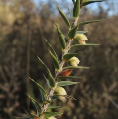 Melichrus urceolatus (Urn Heath) at Chisholm, ACT - 15 Oct 2022 by michaelb