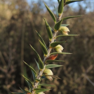 Melichrus urceolatus (Urn Heath) at Chisholm, ACT - 15 Oct 2022 by MichaelBedingfield