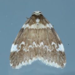 Halone pteridaula (a Lichen moth) at Ainslie, ACT - 4 Dec 2022 by jb2602