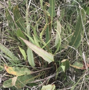 Rumex brownii at Shannons Flat, NSW - 24 Nov 2022