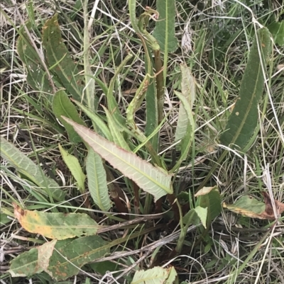 Rumex brownii (Slender Dock) at Shannons Flat, NSW - 24 Nov 2022 by Tapirlord