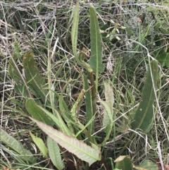 Rumex brownii at Shannons Flat, NSW - 24 Nov 2022