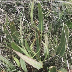 Rumex brownii at Shannons Flat, NSW - 24 Nov 2022