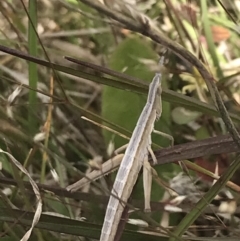 Keyacris scurra (Key's Matchstick Grasshopper) at Shannons Flat, NSW - 24 Nov 2022 by Tapirlord