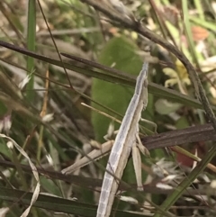 Keyacris scurra at Shannons Flat, NSW - 24 Nov 2022