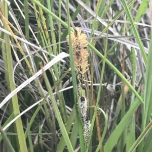 Carex gaudichaudiana at Mount Clear, ACT - 24 Nov 2022 03:01 PM