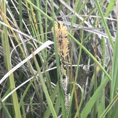 Carex gaudichaudiana (Fen Sedge) at Mount Clear, ACT - 24 Nov 2022 by Tapirlord