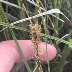 Carex gaudichaudiana at Mount Clear, ACT - 24 Nov 2022 03:01 PM