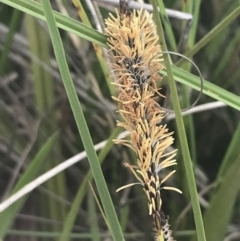 Carex gaudichaudiana at Mount Clear, ACT - 24 Nov 2022