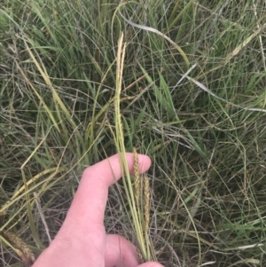 Carex polyantha at Mount Clear, ACT - 24 Nov 2022 03:01 PM