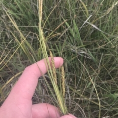 Carex polyantha at Mount Clear, ACT - 24 Nov 2022