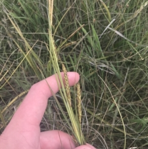 Carex polyantha at Mount Clear, ACT - 24 Nov 2022 03:01 PM