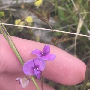 Swainsona behriana at Mount Clear, ACT - 24 Nov 2022