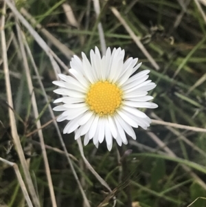 Brachyscome scapigera at Mount Clear, ACT - 24 Nov 2022 02:58 PM