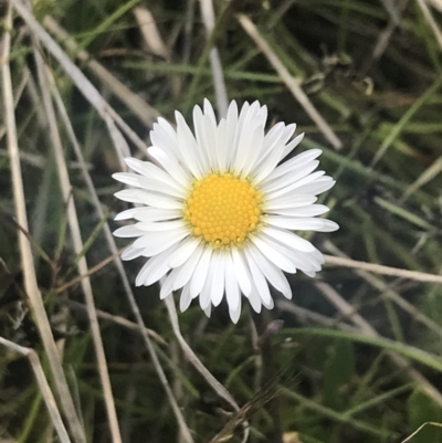 Brachyscome scapigera (Tufted Daisy) at Mount Clear, ACT - 24 Nov 2022 by Tapirlord