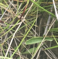 Brachyscome scapigera at Mount Clear, ACT - 24 Nov 2022 02:58 PM