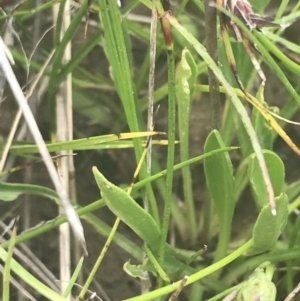 Brachyscome scapigera at Mount Clear, ACT - 24 Nov 2022 02:58 PM