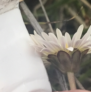 Brachyscome scapigera at Mount Clear, ACT - 24 Nov 2022 02:58 PM