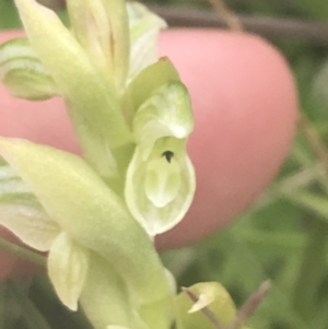 Hymenochilus crassicaulis at Mount Clear, ACT - 24 Nov 2022