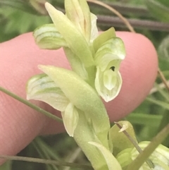 Hymenochilus crassicaulis at Mount Clear, ACT - 24 Nov 2022