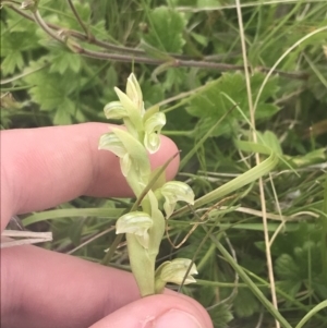 Hymenochilus crassicaulis at Mount Clear, ACT - 24 Nov 2022