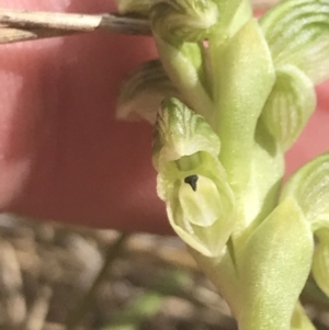 Hymenochilus crassicaulis at Mount Clear, ACT - 24 Nov 2022