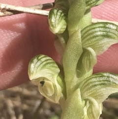 Hymenochilus crassicaulis at Mount Clear, ACT - suppressed