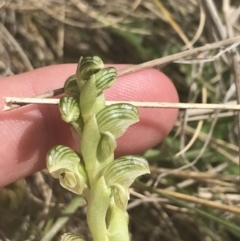 Hymenochilus crassicaulis at Mount Clear, ACT - 24 Nov 2022