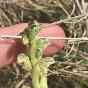 Hymenochilus crassicaulis at Mount Clear, ACT - suppressed