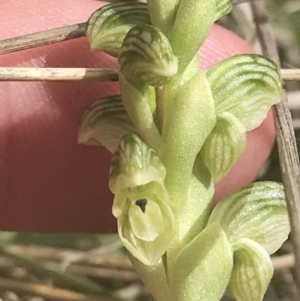 Hymenochilus crassicaulis at Mount Clear, ACT - 24 Nov 2022