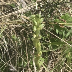 Hymenochilus crassicaulis at Mount Clear, ACT - suppressed